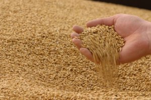 Украина установила рекорд по сбору зерновых