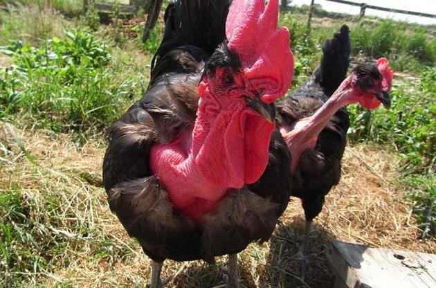 Настав рік Півня