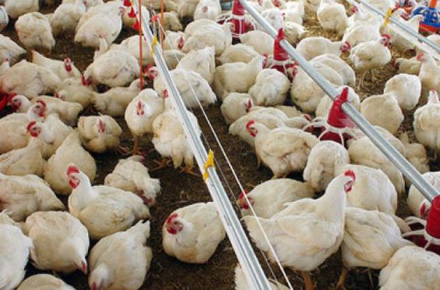 Україна відновила експорт курятини до Євросоюзу