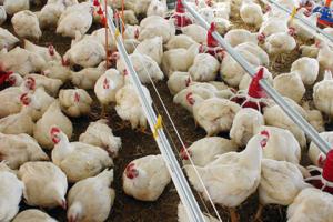 Украина возобновила экспорт курятины в Евросоюз