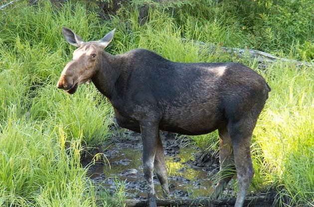 Охота на лося под запретом на четверть века