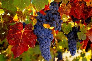 Вживання винограду може захистити людей похилого віку від "помірної деменції" - вчені