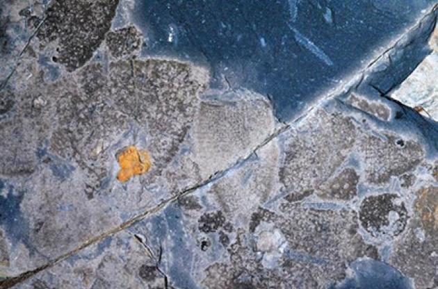 Губки пережили ордовиьку кризу майже без зниження видового різноманіття