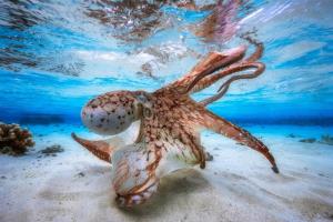 Названы лучшие подводные фотографы 2016 года