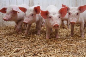 В Україні зросли ціни на свинину