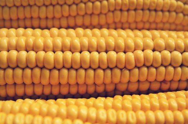 Кенія придбає 450 тисяч тонн кукурудзи в Україні - Bloomberg