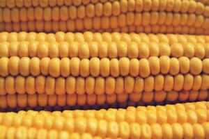 Кенія придбає 450 тисяч тонн кукурудзи в Україні - Bloomberg