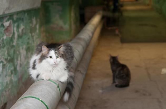 Киевсовет признал котов частью экосистемы столицы
