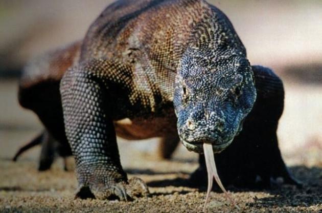 У крові комодських варанів виявлені потужні антимікробні засоби