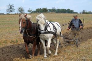 Единоличники