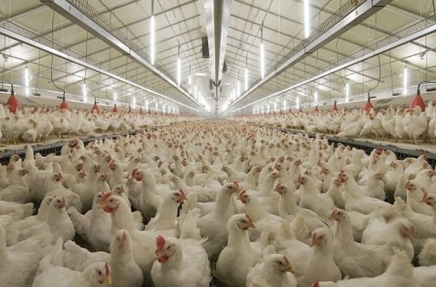 Ирак, Китай, Катар, Йемен, Иордания ввели запрет на украинскую продукцию птицеводства