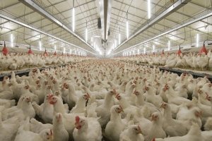 Ірак, Китай, Катар, Ємен, Йорданія ввели заборону на українську продукцію птахівництва