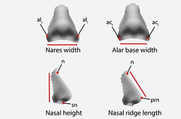 Форма носа людини може бути наслідком впливу клімату