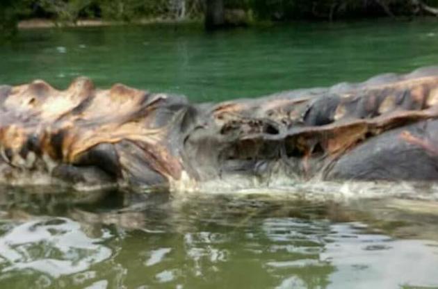 Морське чудовисько виявилося вусатим китом