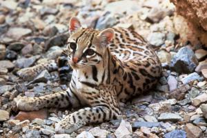 Экологи США предупредили об опасности стены на границе с Мексикой для карликовых леопардов