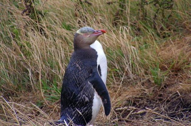 Жовтоокі пінгвіни можуть вимерти до 2060 року