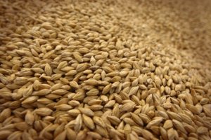 В Україні зафіксовано черговий рекорд експорту зернових