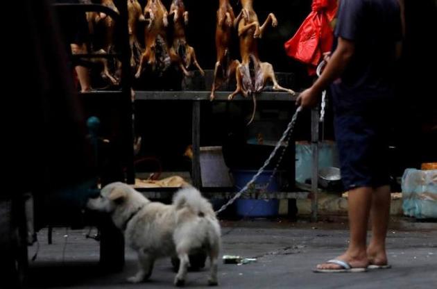 Власти КНР запрещают китайцам есть собак из-за пандемии COVID-19
