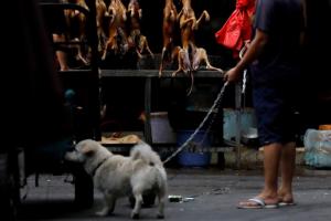 Власти КНР запрещают китайцам есть собак из-за пандемии COVID-19