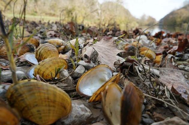 Коллапс экосистем океана может наступить уже в этом десятилетии