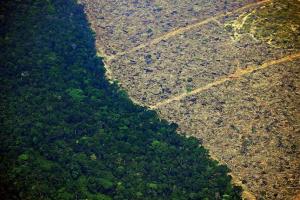 Зупинка вирубки лісів може запобігти майбутнім пандеміям – Scientific American