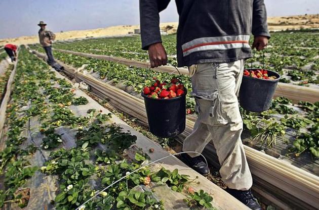 Уряд організує доставку заробітчан у Фінляндію на сезонні роботи