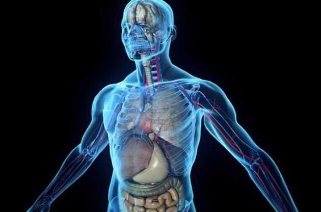 При COVID-19 могут пострадать не только легкие, но и другие внутренние органы