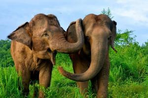 Из-за пандемии 100 слонов выпустили на свободу в Таиланде