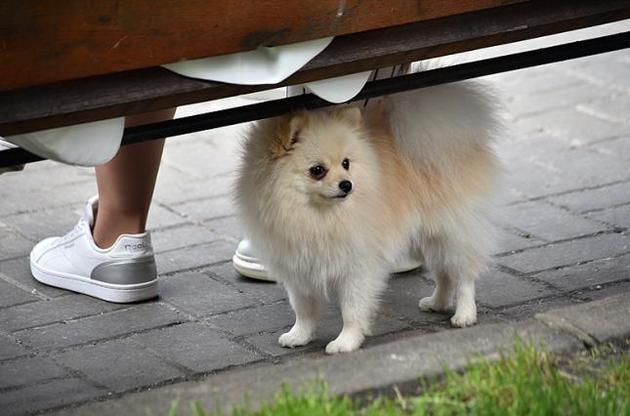 Новий коронавірус вперше знайшли у собак