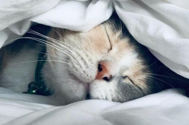 У котов в Нидерландах обнаружили антитела к коронавирусу