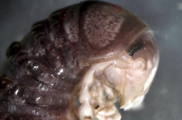 Фото многоножки с грибом-паразитом опубликовали в Twitter