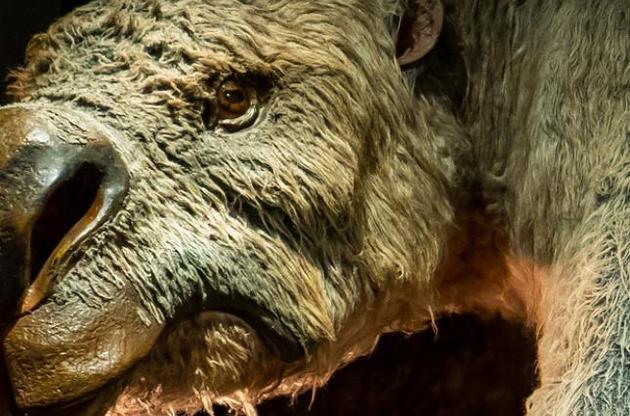 Австралийская мегафауна вымерла из-за изменений климата