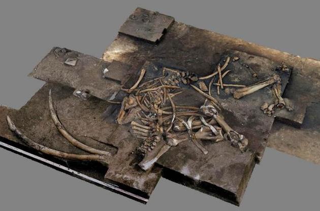Археологи виявили в Німеччині скелет лісового слона віком 300 тисяч років