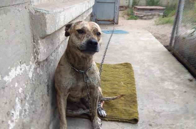 Минюст продает собак за долги