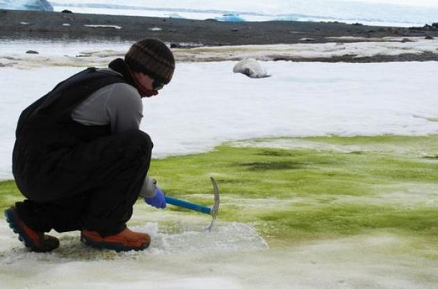 Зелений колір сніг отримав через мікроскопічні водорості