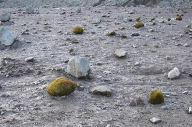 Что заставляет &quot;ледниковых мышей&quot; двигаться, ученым неизвестно