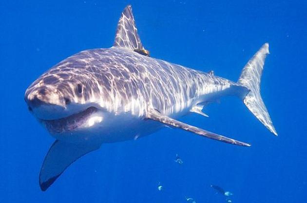 Палеонтологи виявили древні "ясла" білих акул