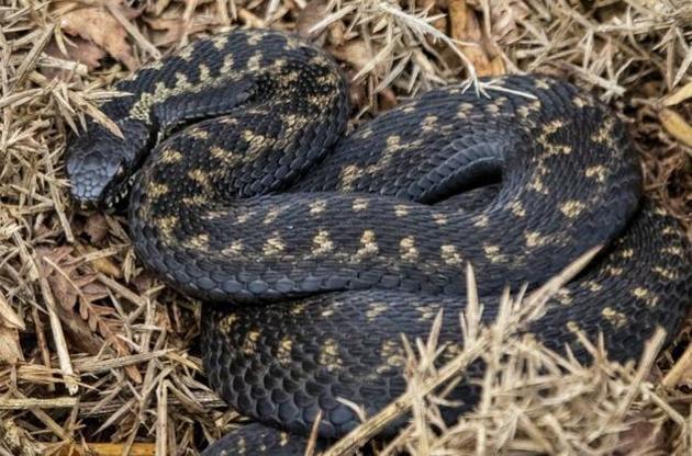 Малюнок на спині гадюки дозволяє їй втекти від хижака