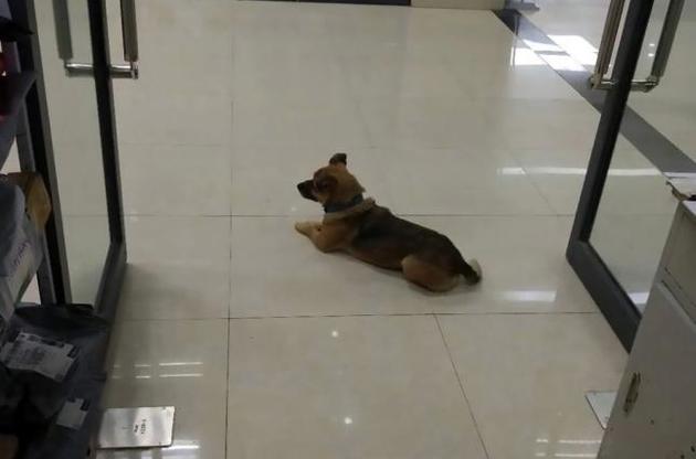 Собака три месяца ждала в больнице своего хозяина, который умер от COVID-19
