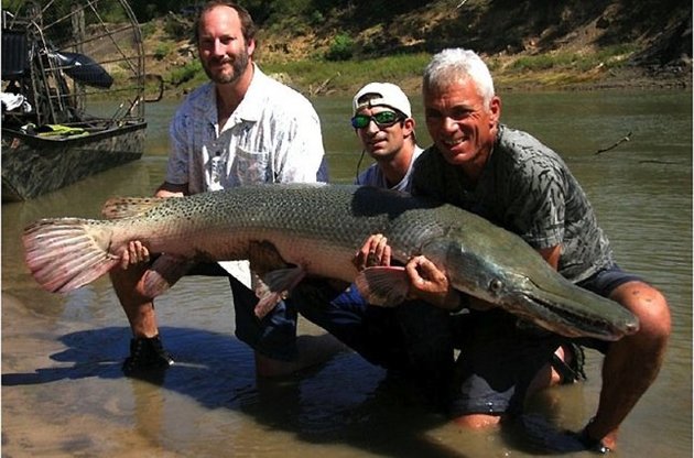 Двометрова 50-кілограмова панцирна щука, спіймана у річці Трініті в Техасі.