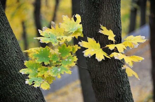 Погода з температурою вище кліматичної норми збережеться на початку наступного тижня