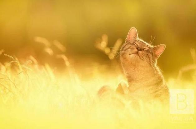 5-6 июня начнется повышение температуры до летних значений