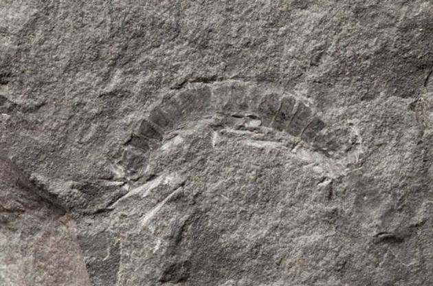 Ученые оценили возраст самой древней многоножки в 425 миллионов лет