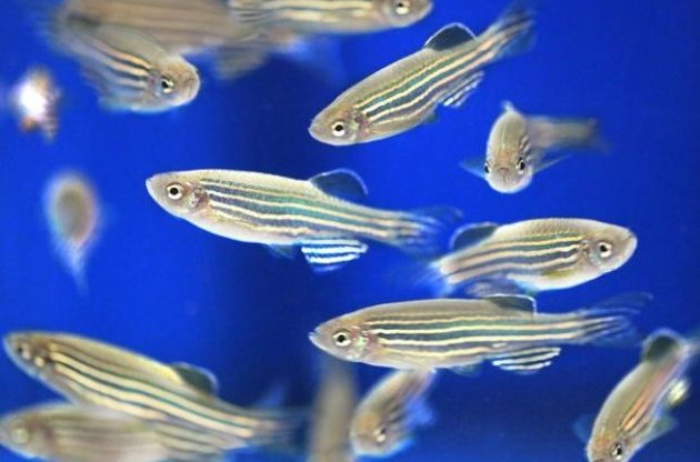 Вчені дізналися, що риби можуть відчувати розпач