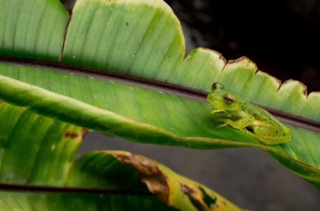 Вчені розповіли про незвичайний камуфляж скляних жаб