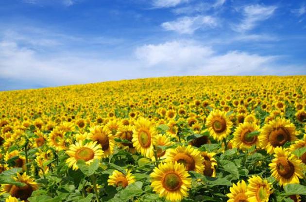 &laquo;Полномочия по дерибану&raquo; земли могут получить все местные рады страны