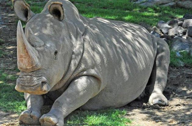Массовое вымирание животных, вызванное деятельностью человека, ускоряется