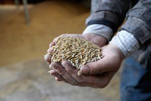 Экспорт аграрной продукции из Украины вырос несмотря на карантин
