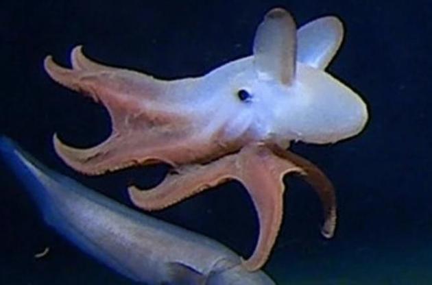 Ученым удалось сделать снимок самого глубоководного осьминога