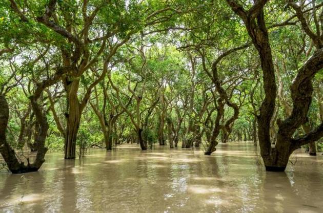 Рост уровня моря может полностью уничтожить мангровые леса до конца столетия